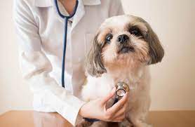 Какие виды вакцинации необходимы для домашних животных и почему?